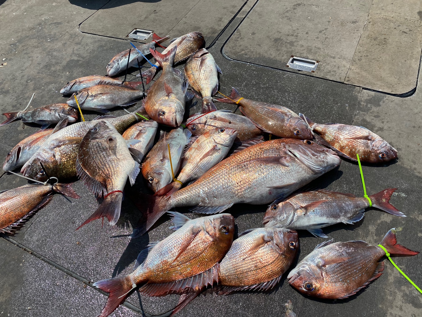 [아라2호] 6월 27일 조황 (참돔타이라바)