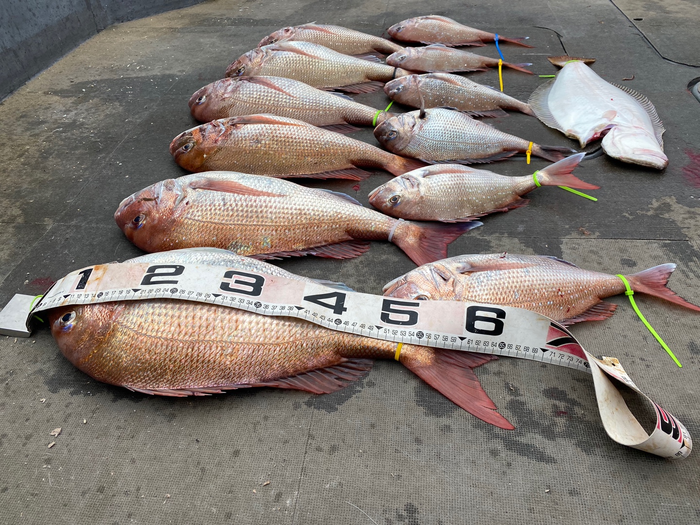 [아라2호] 6월1일 참돔 조황