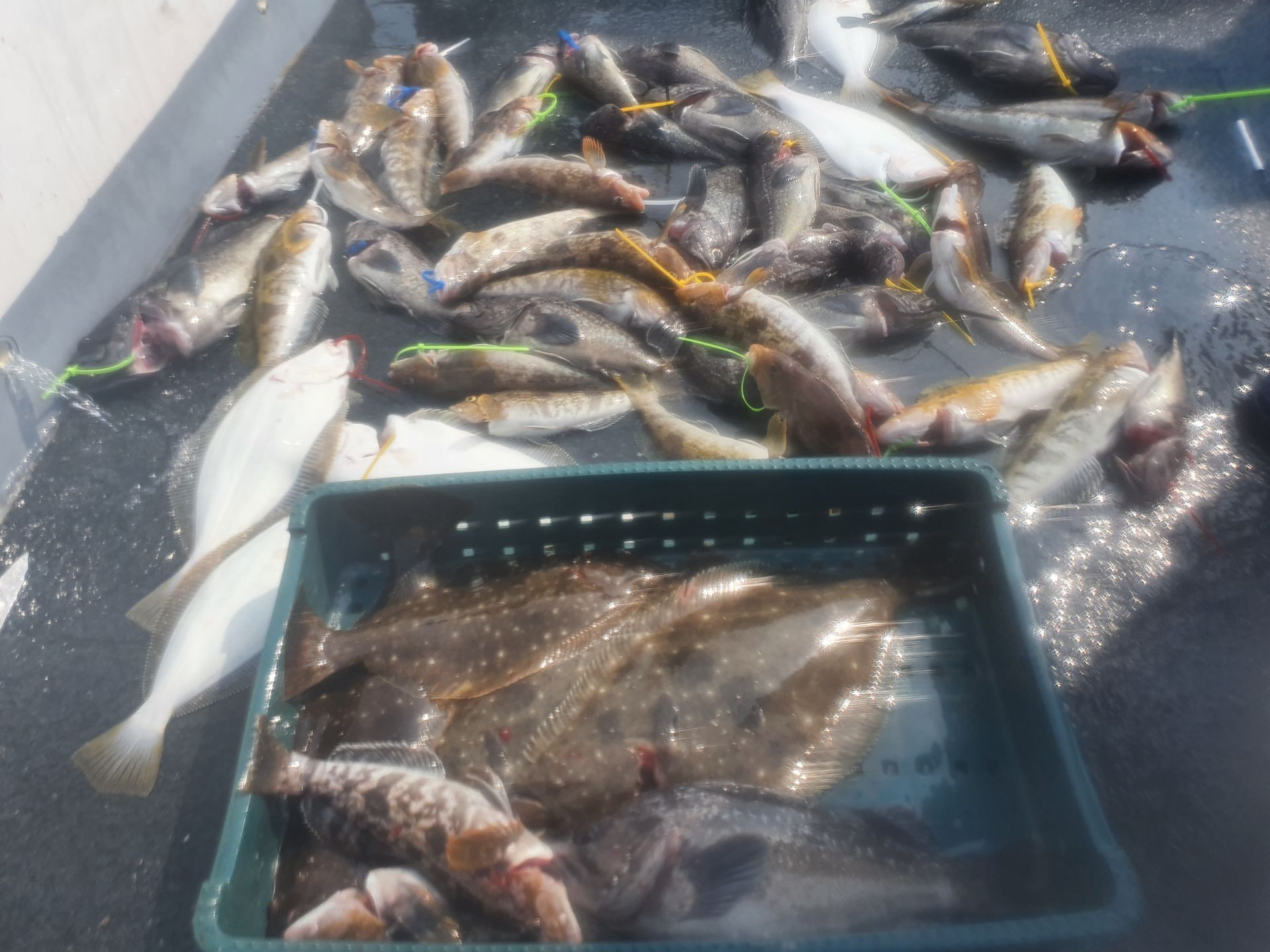 [아라호] 6월 20일  조황 (먼바다외수질)