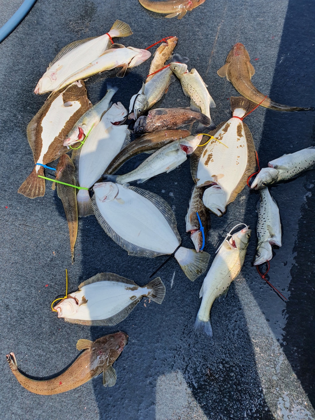 [아라호] 6월 27일 조황 (5인근해외수질)