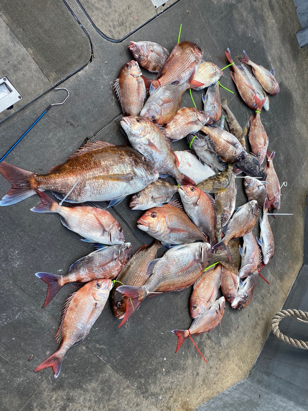 [아라2호] 6월 14일 조황 (5인참돔출조)