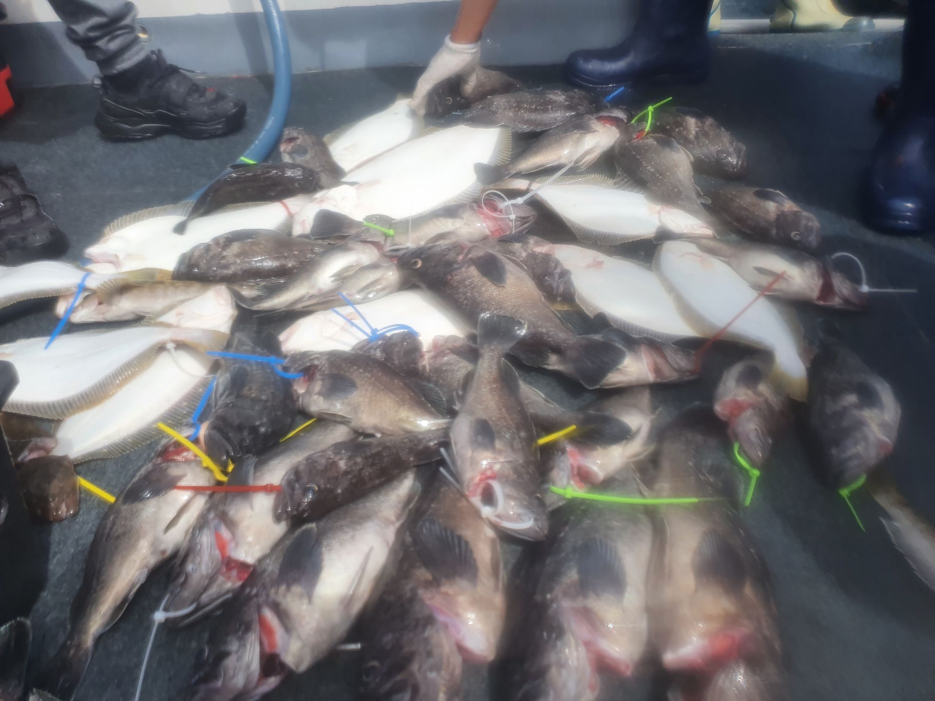 [아라호] 6월 19일 조황 (먼바다외수질)