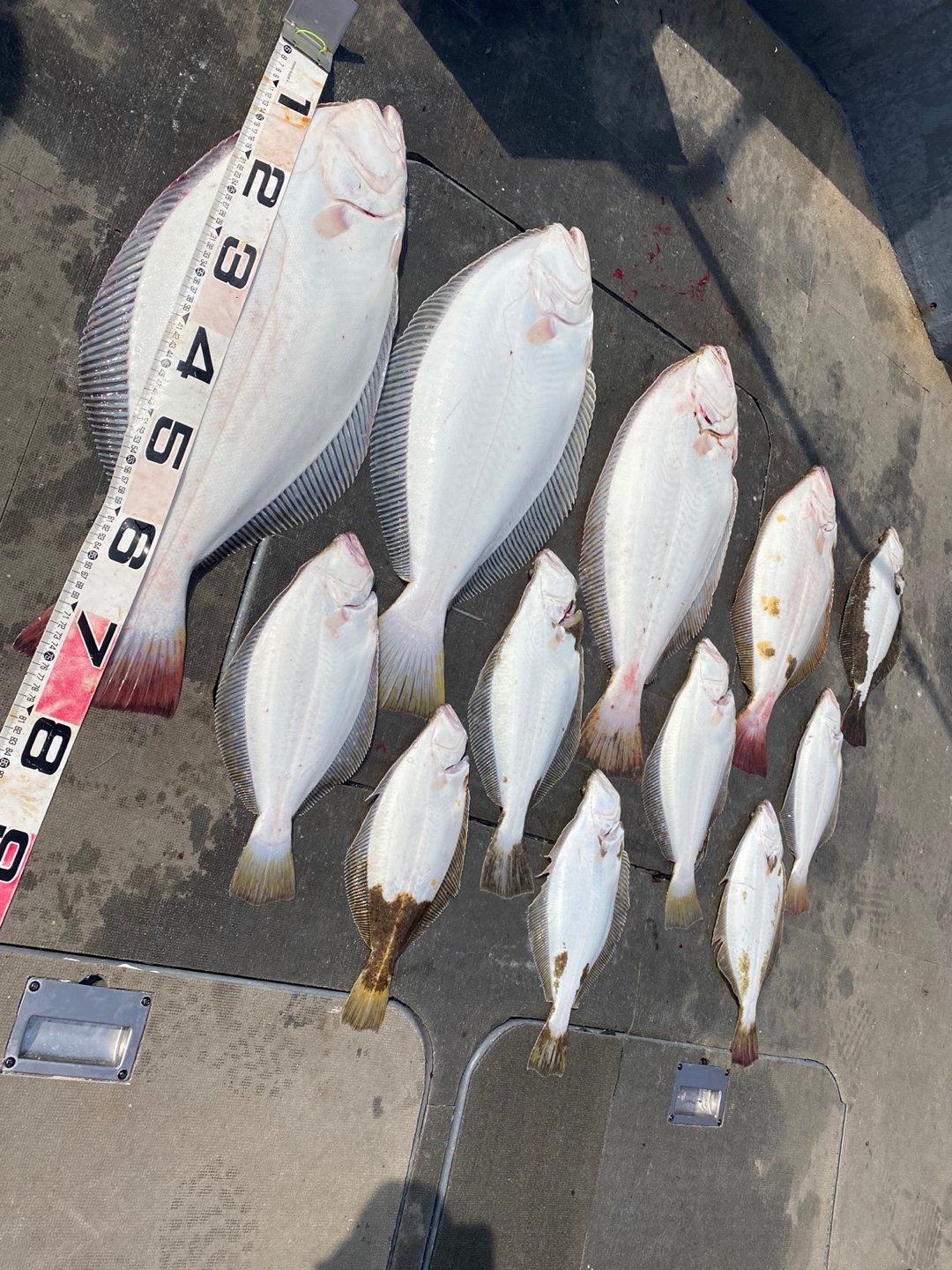 [아라2호] 6월 12일 조황 (외수질독선)