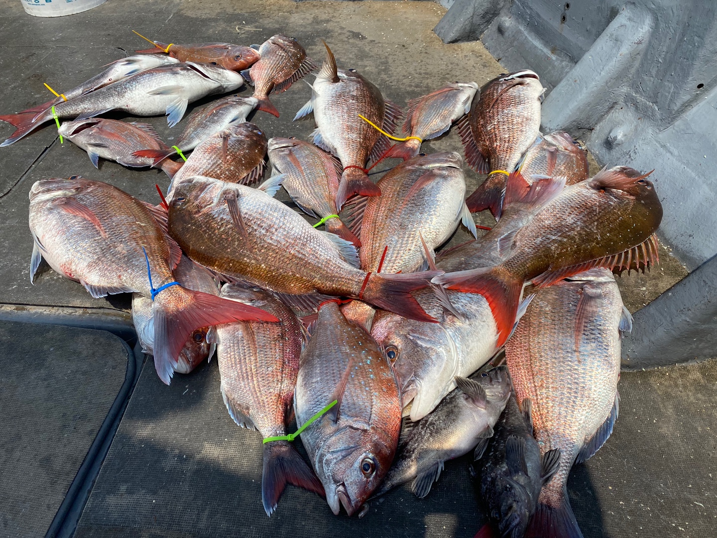 [아라2호] 6월 9일 조황 (참돔타이라바)