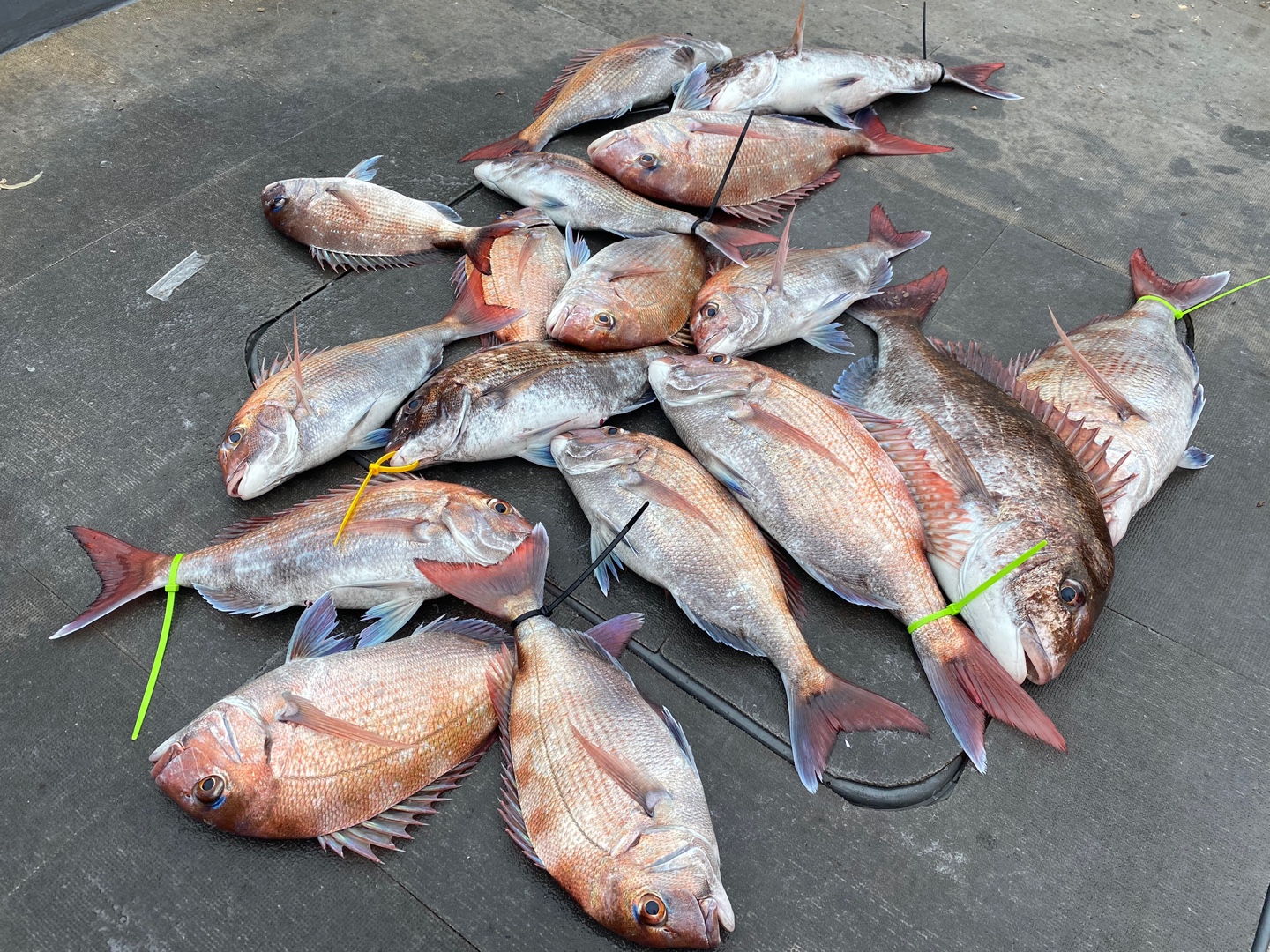 [아라2호] 6월 26일  조황 (참돔타이라바)