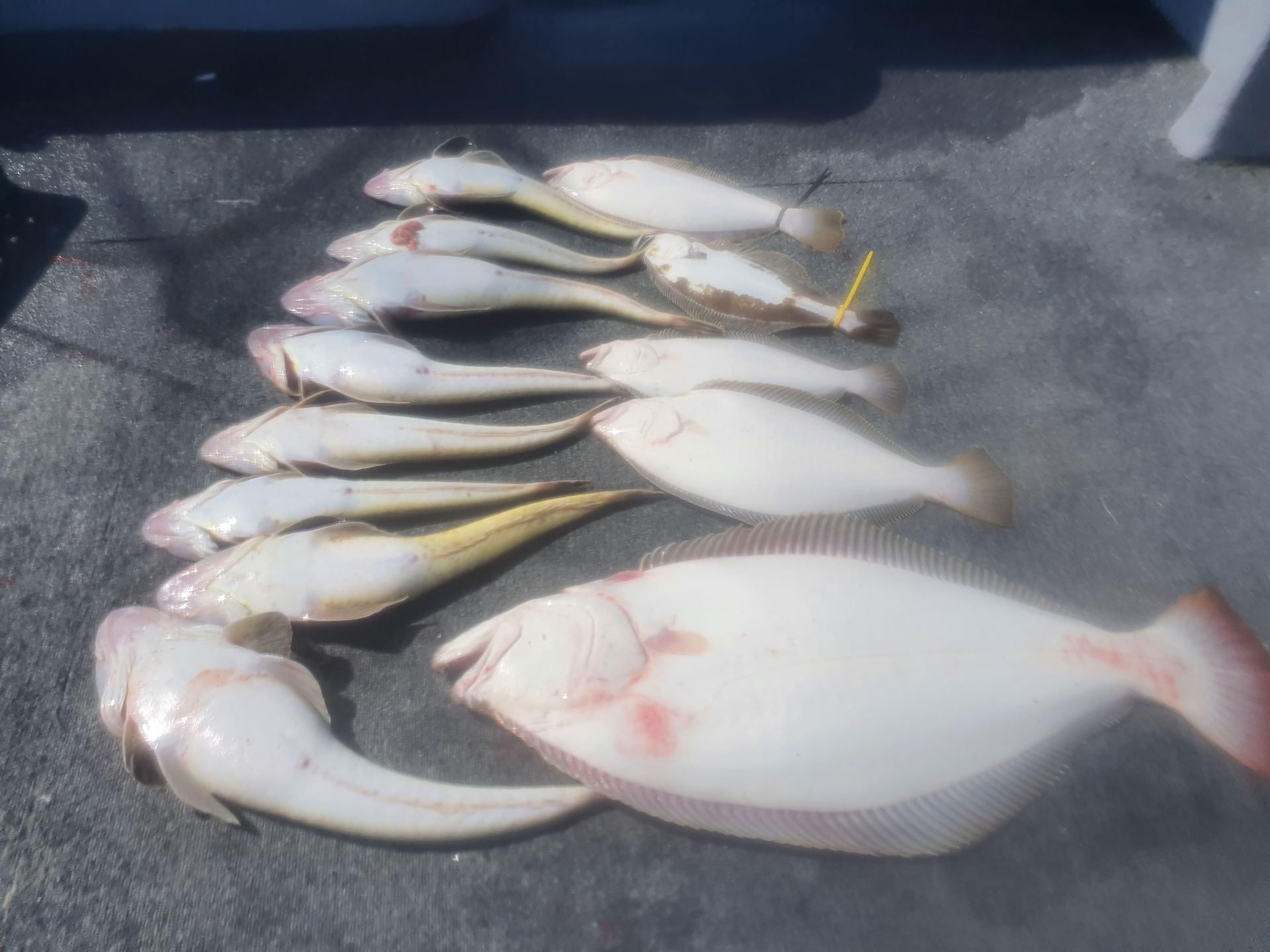 [아라호] 6월 13일 조황 (5인 다운샷출조)