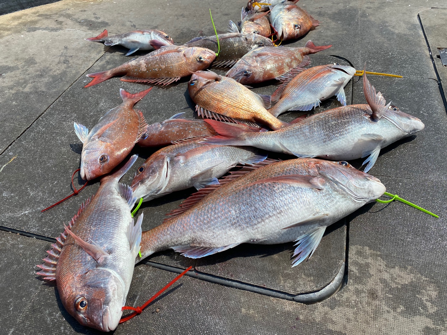 [아라2호] 6월 25일 조황 (4인참돔타이라바)