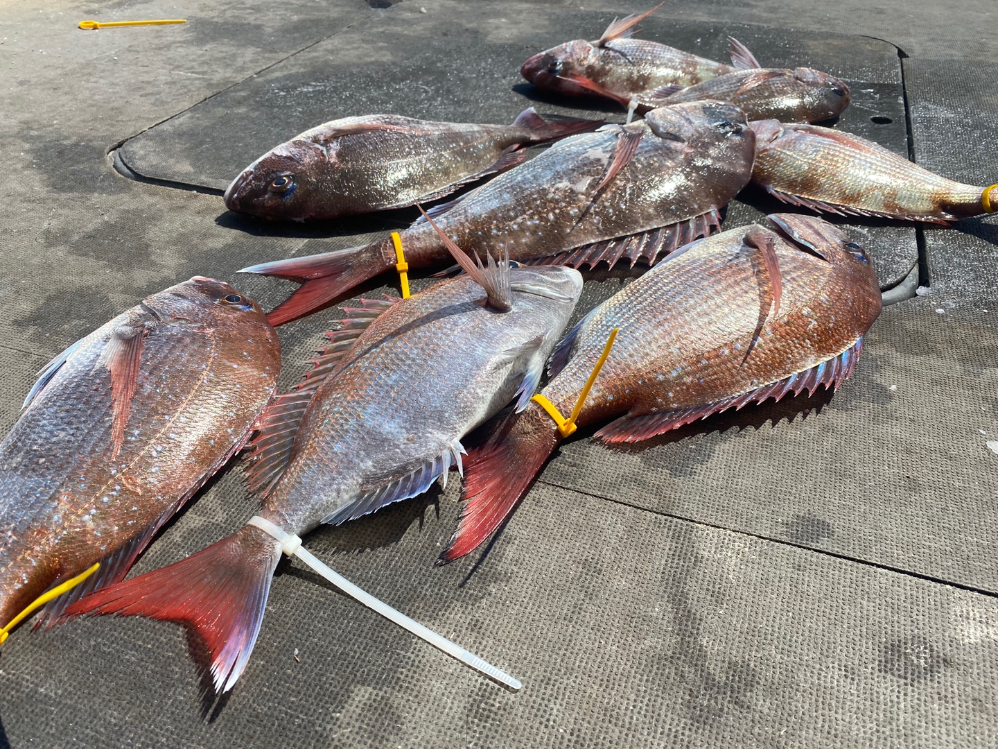 [아라2호] 6월 21일 조황 (참돔타이라바)