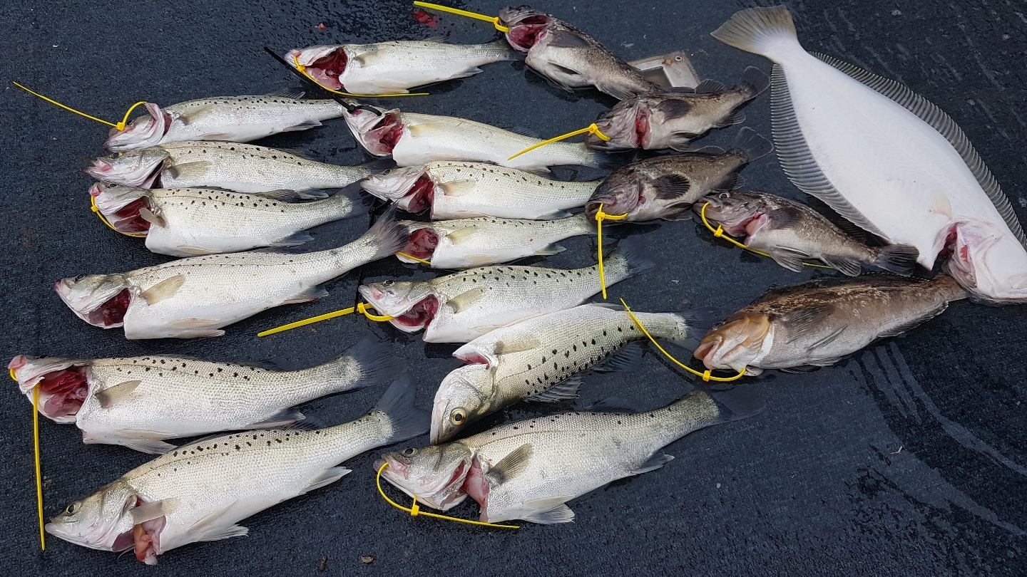 [아라호] 6월 8일 조황 (농어외수질)