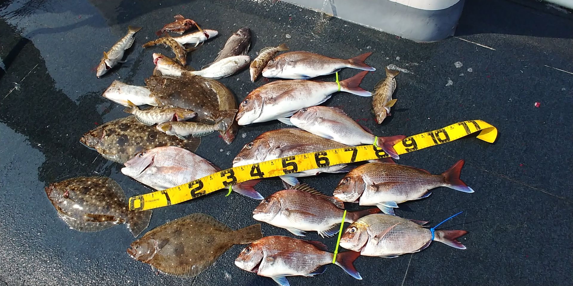 [아라호] 6월 28일 조황 (3인타이라바출조)