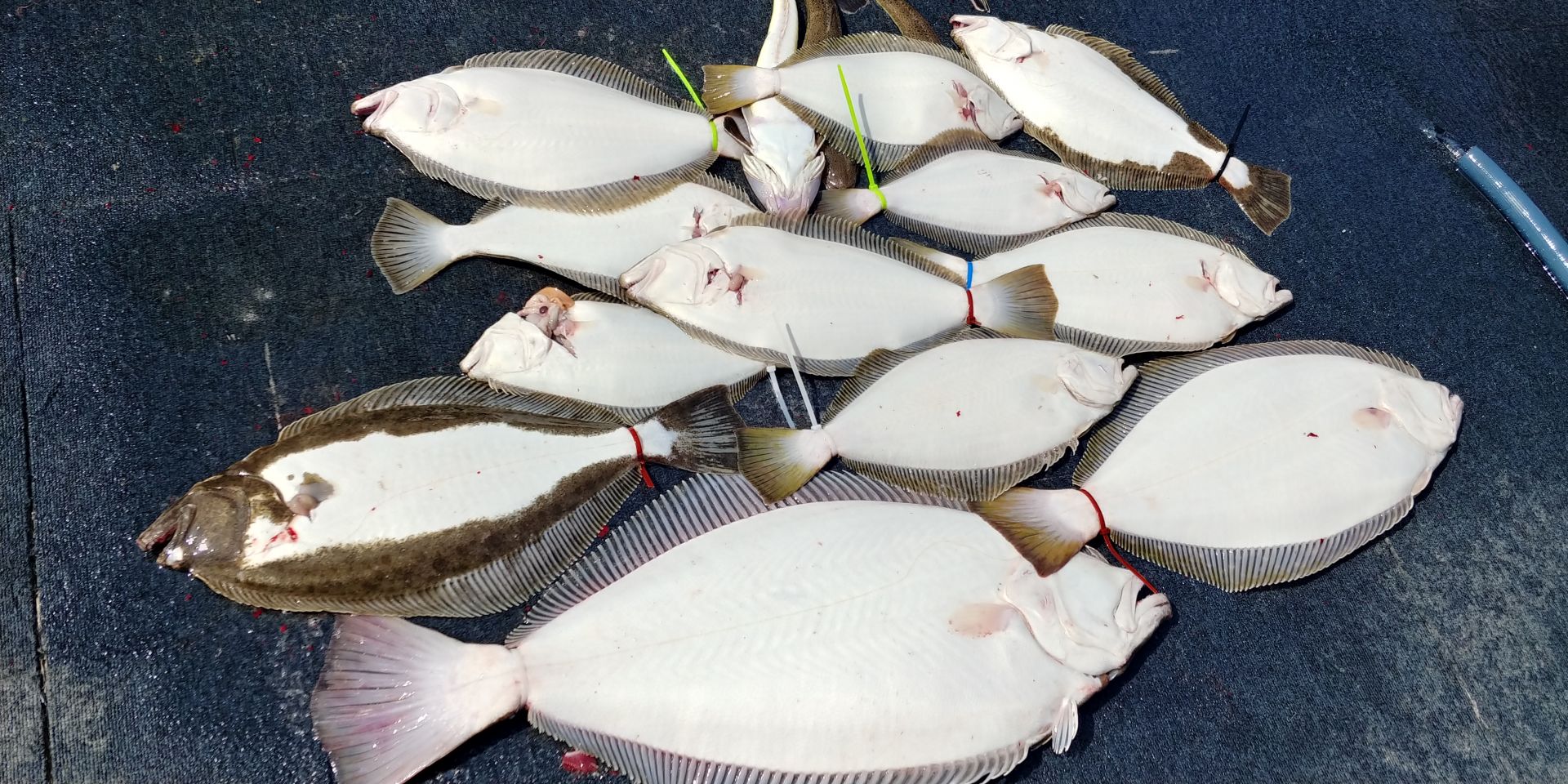 [아라호] 6월 6일 조황 (대광어다운샷)