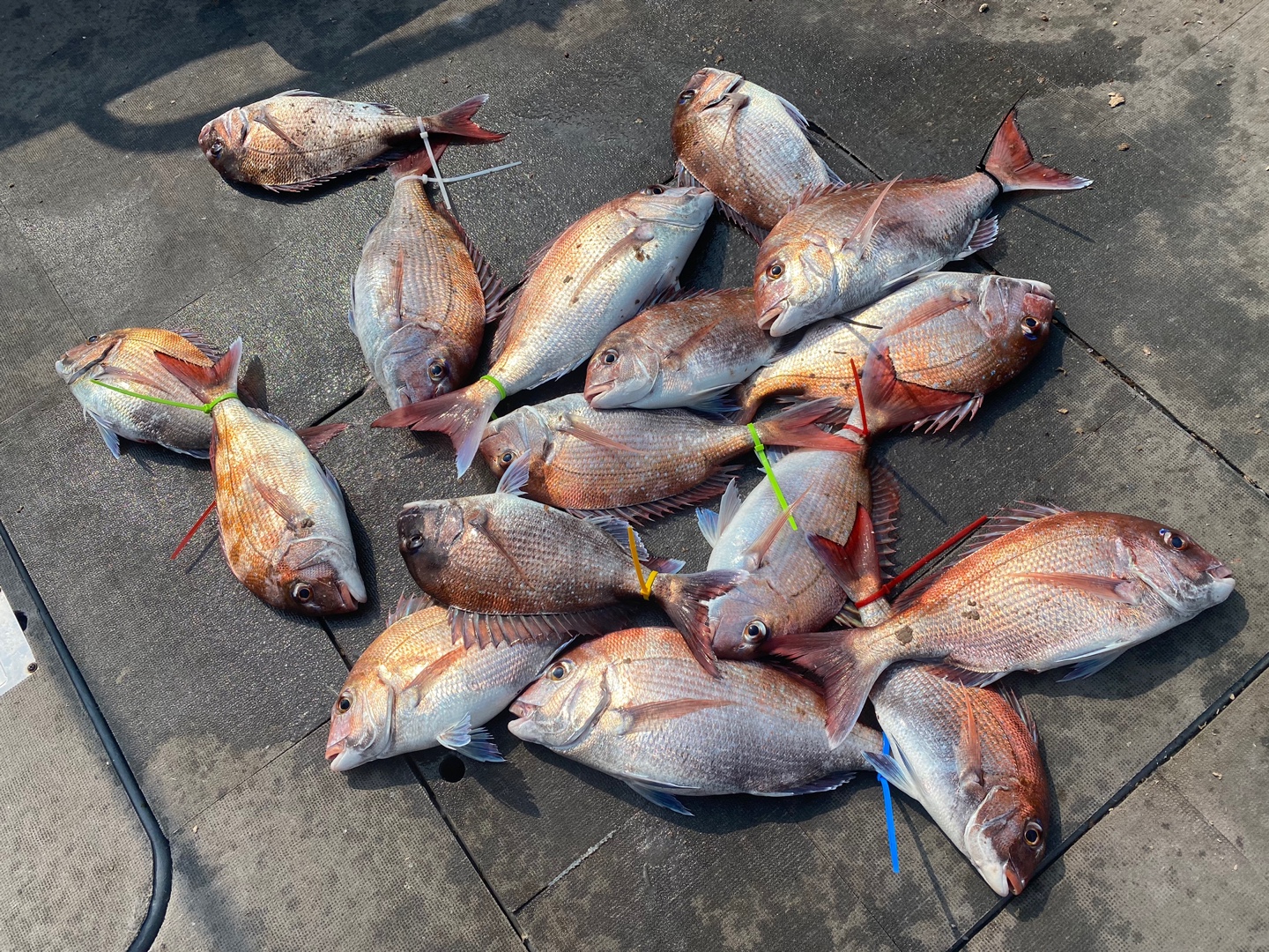 [아라2호] 6월 20일 조황 (참돔타이라바)