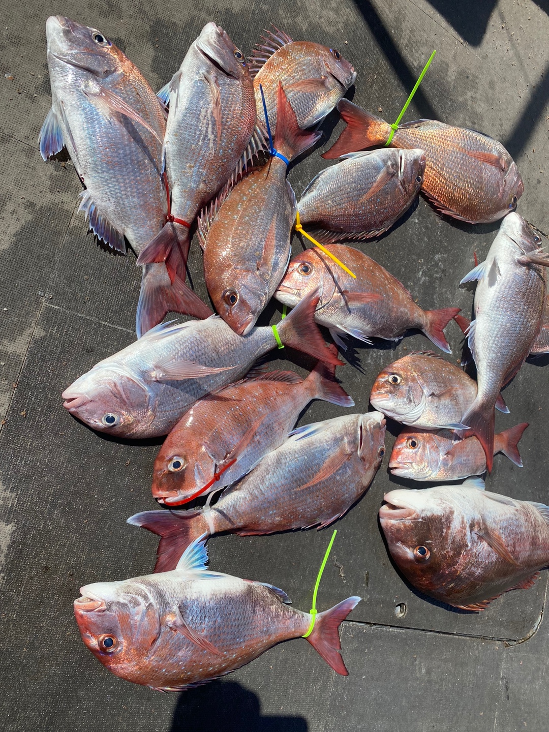 [아라2호] 6월 16일 조황 (참돔타이라바)