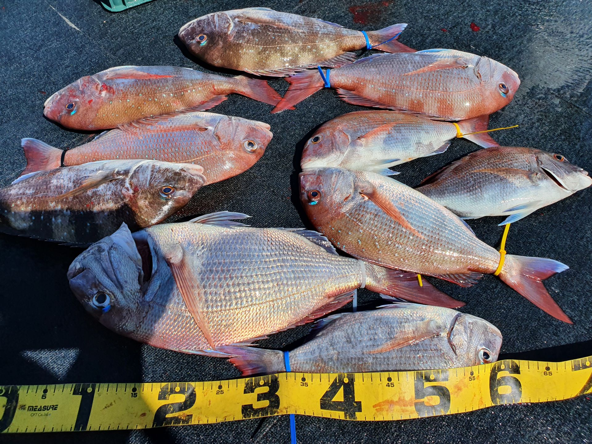 [아라호] 7월 18일 조황 (5인출조)