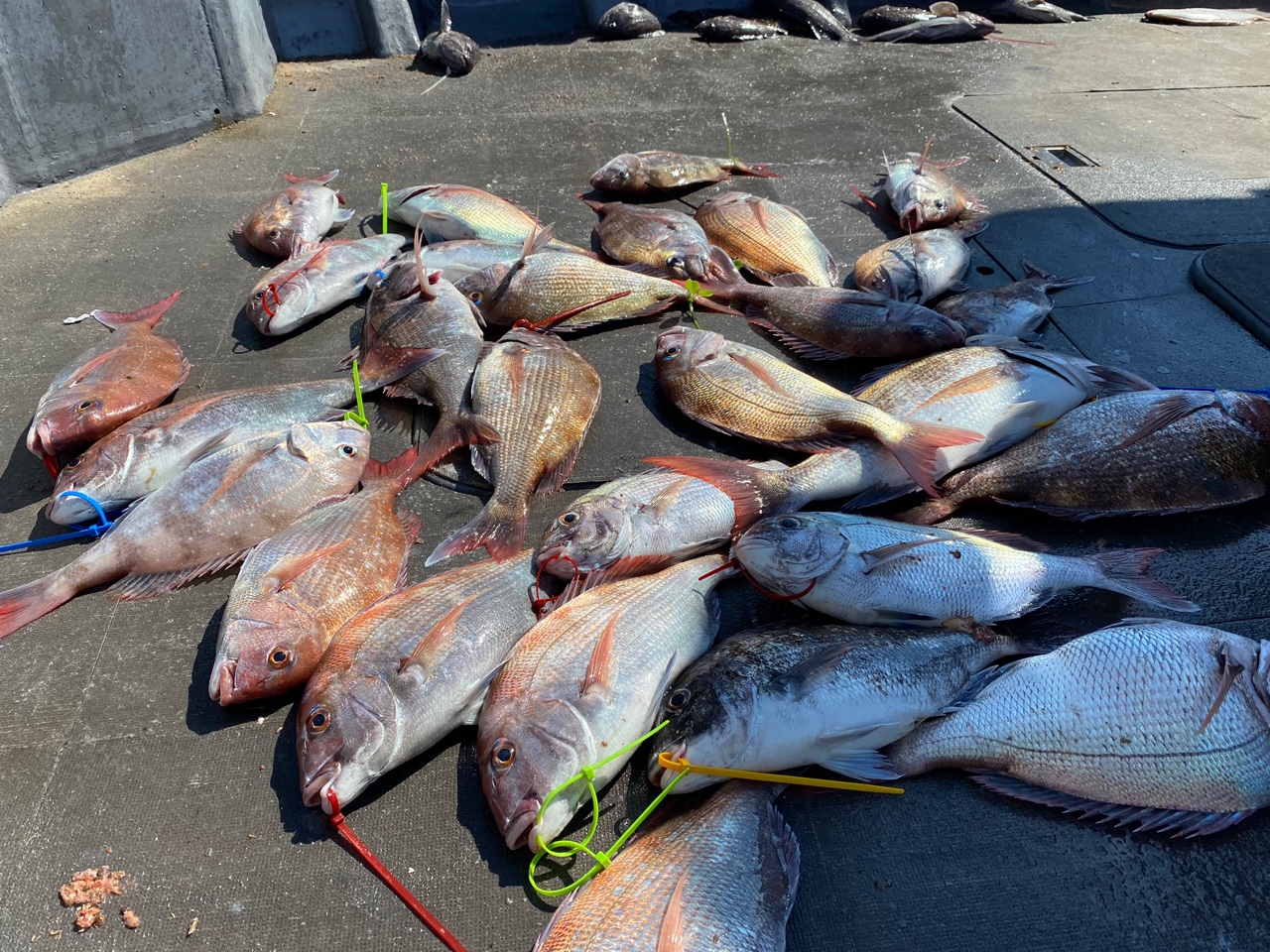 [아라2호] 7월 18일 조황 (참돔타이라바출조)