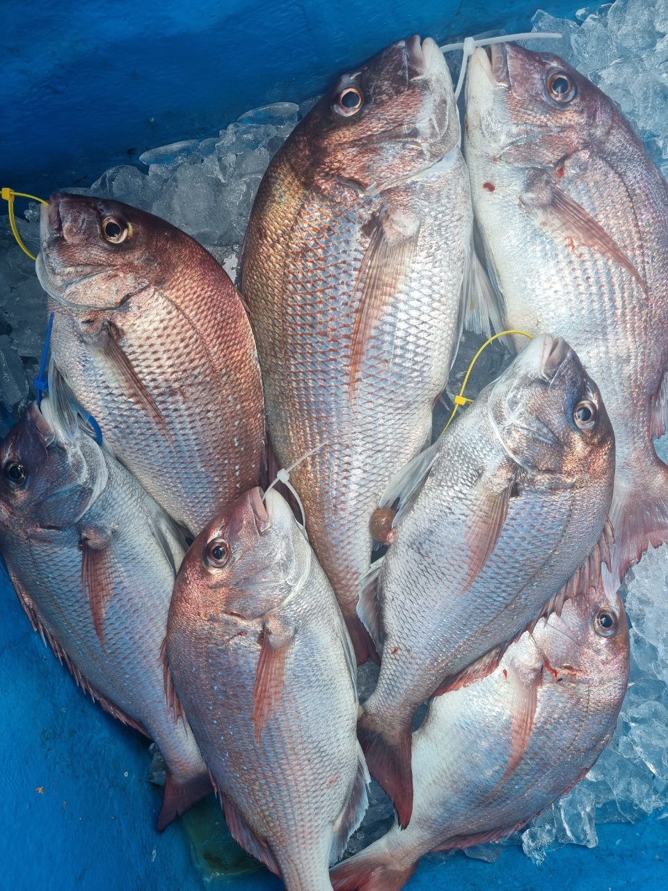 [아라호] 7월 29일 조황 (6인참돔타이라바)