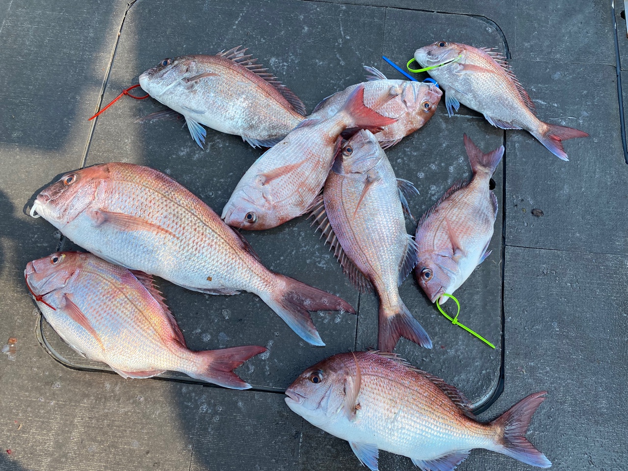 [아라2호] 7월 21일 조황 (참돔9인출조)