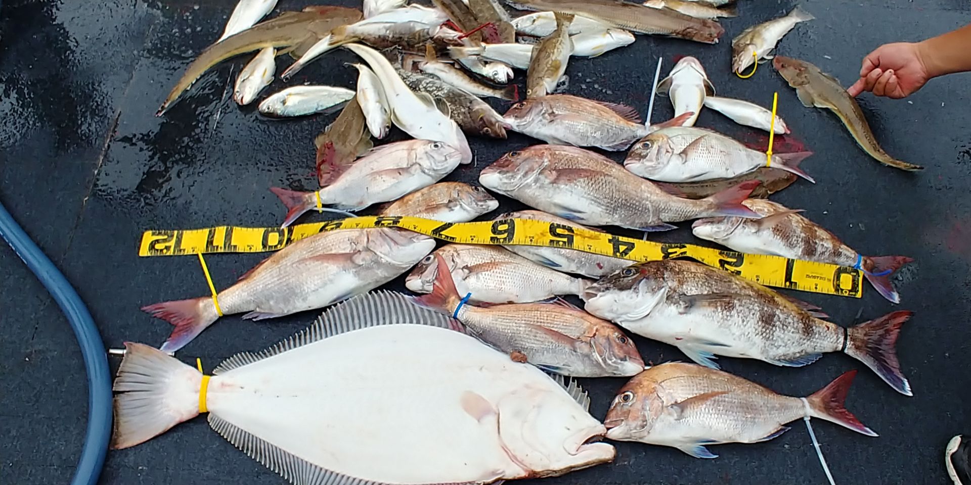 [아라호] 7월 5일 조황 (참돔타이라바)