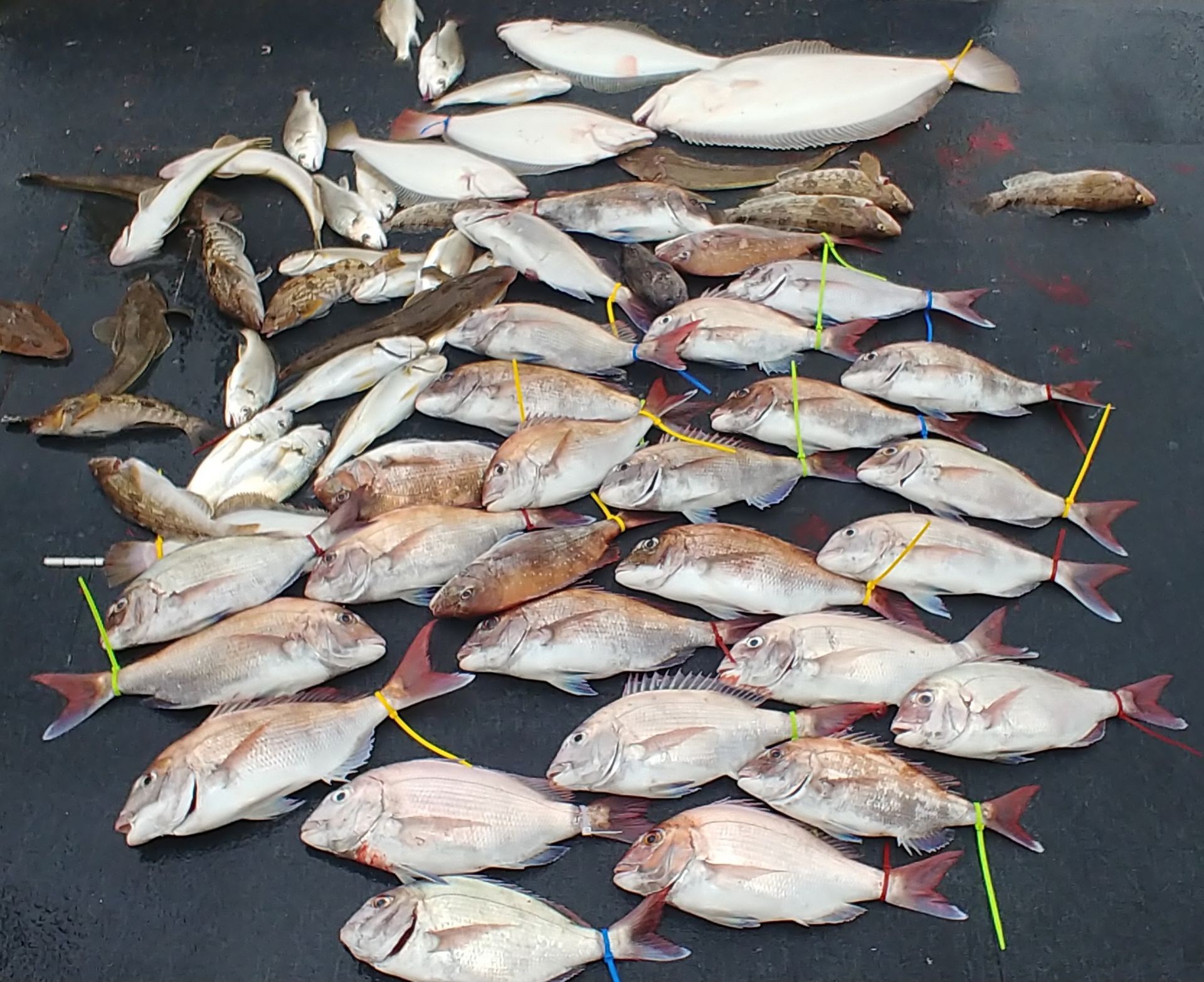 [아라호] 7월 7일 조황 (7인참돔타이라바)