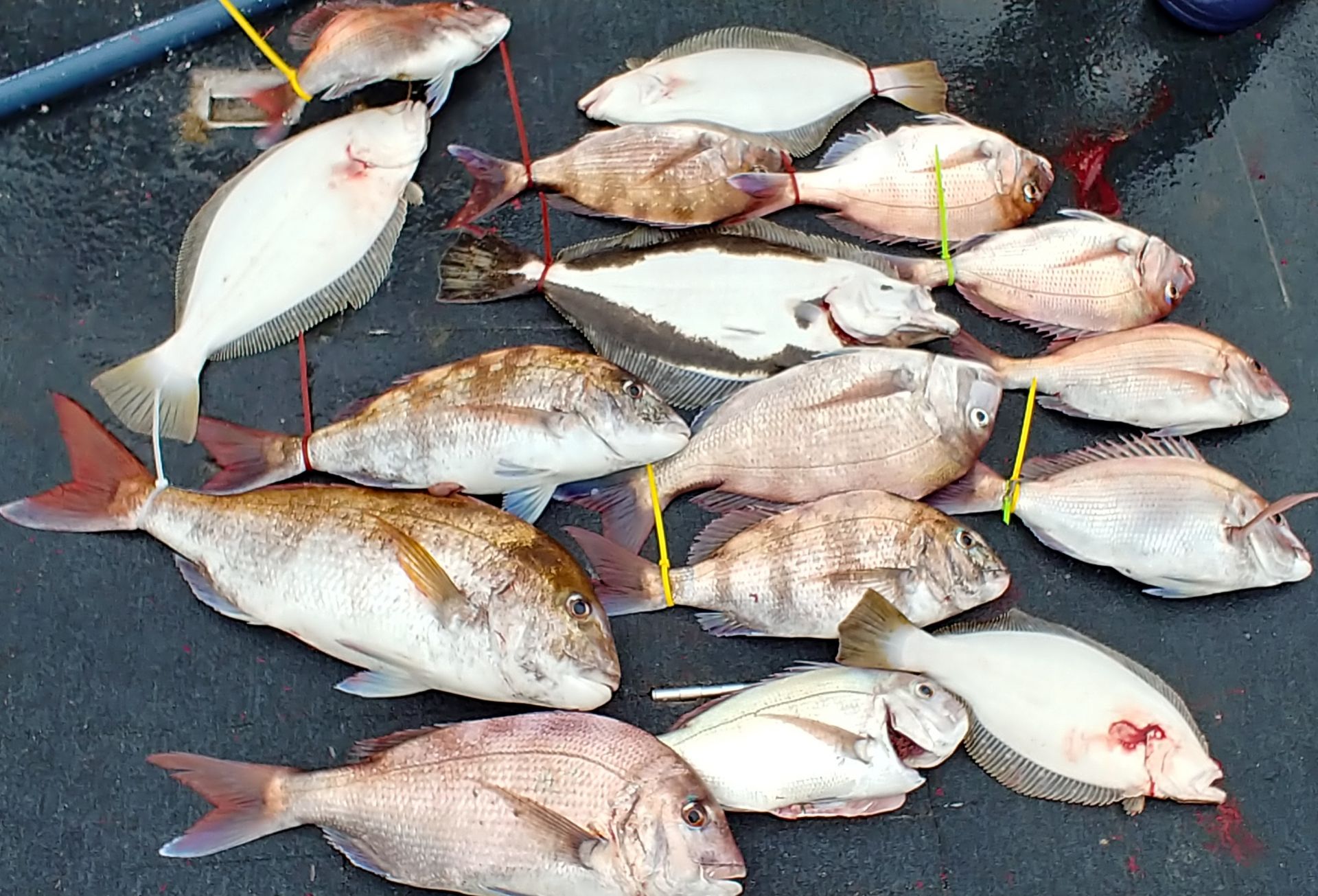 [아라호] 7월 11일 조황 (참돔타이라바)