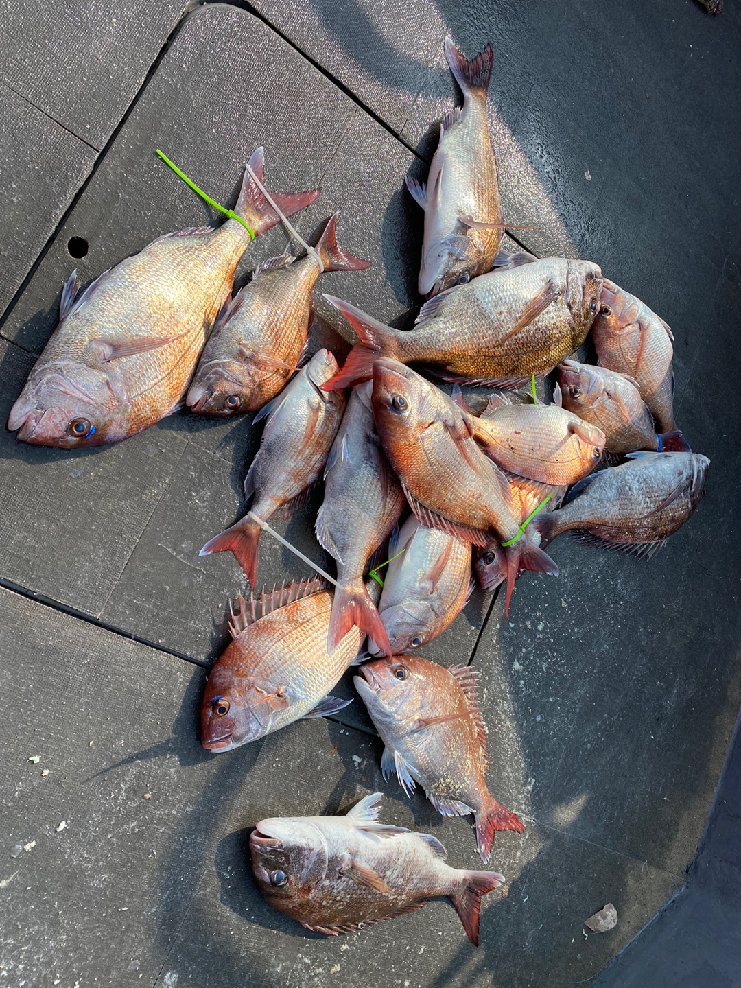 [아라2호] 7월 2일 조황 (참돔타이라바출조)