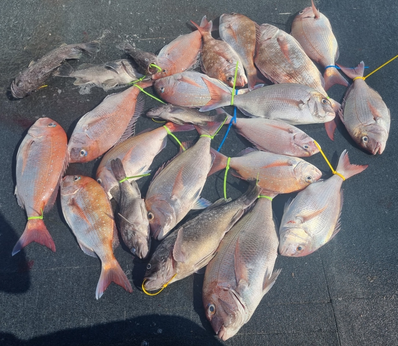 [아라호] 7월 21일 조황 (7인참돔타이라바)