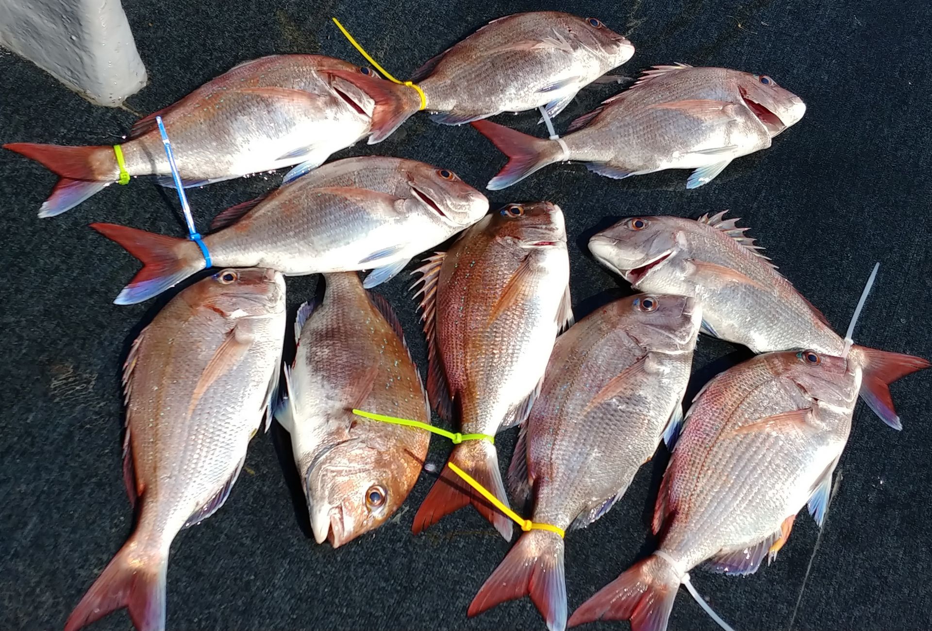 [아라호] 7월 8일 조황 (참돔타이라바)