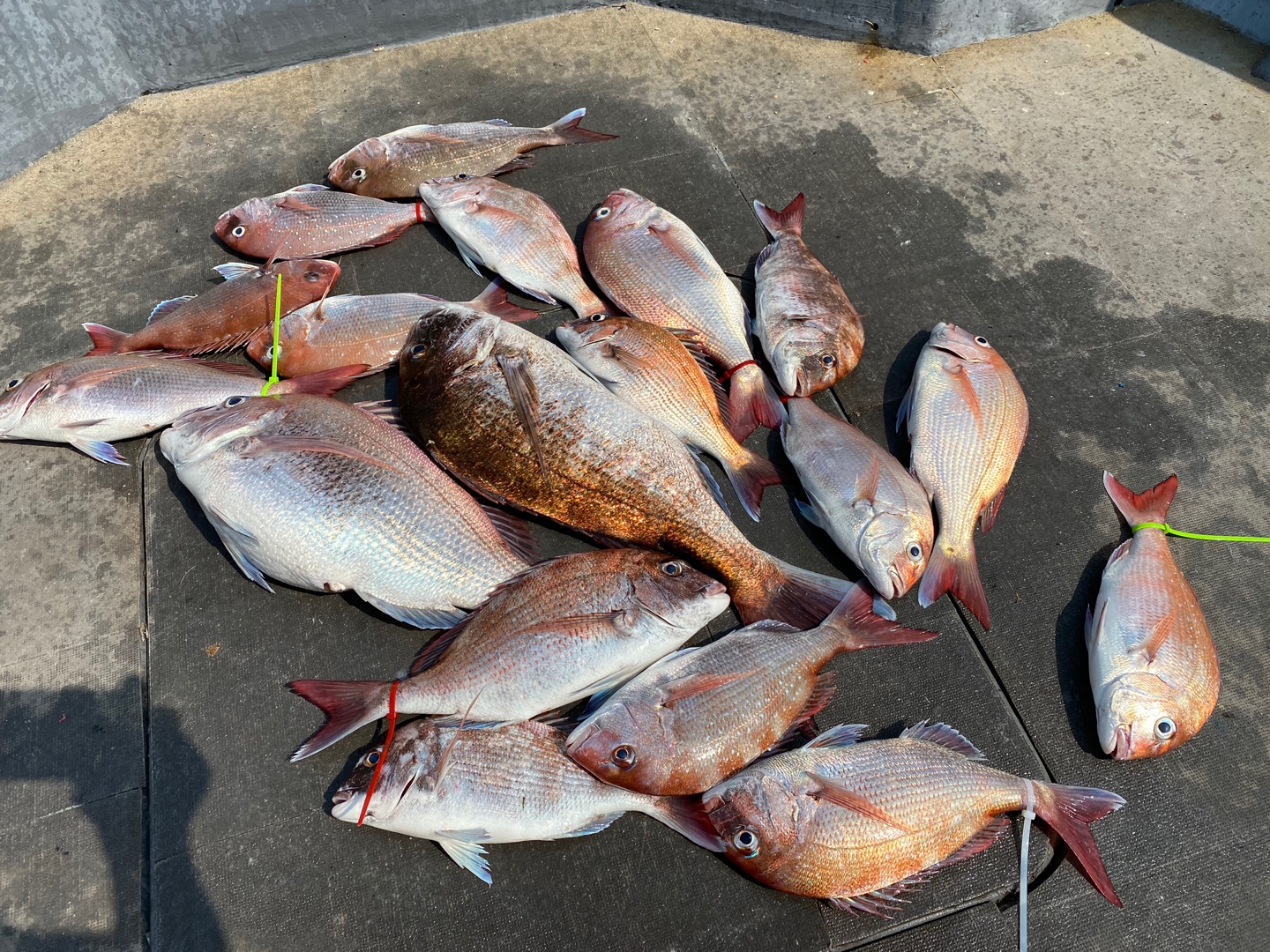 [아라2호] 7월 1일 조황 (타이라바출조)