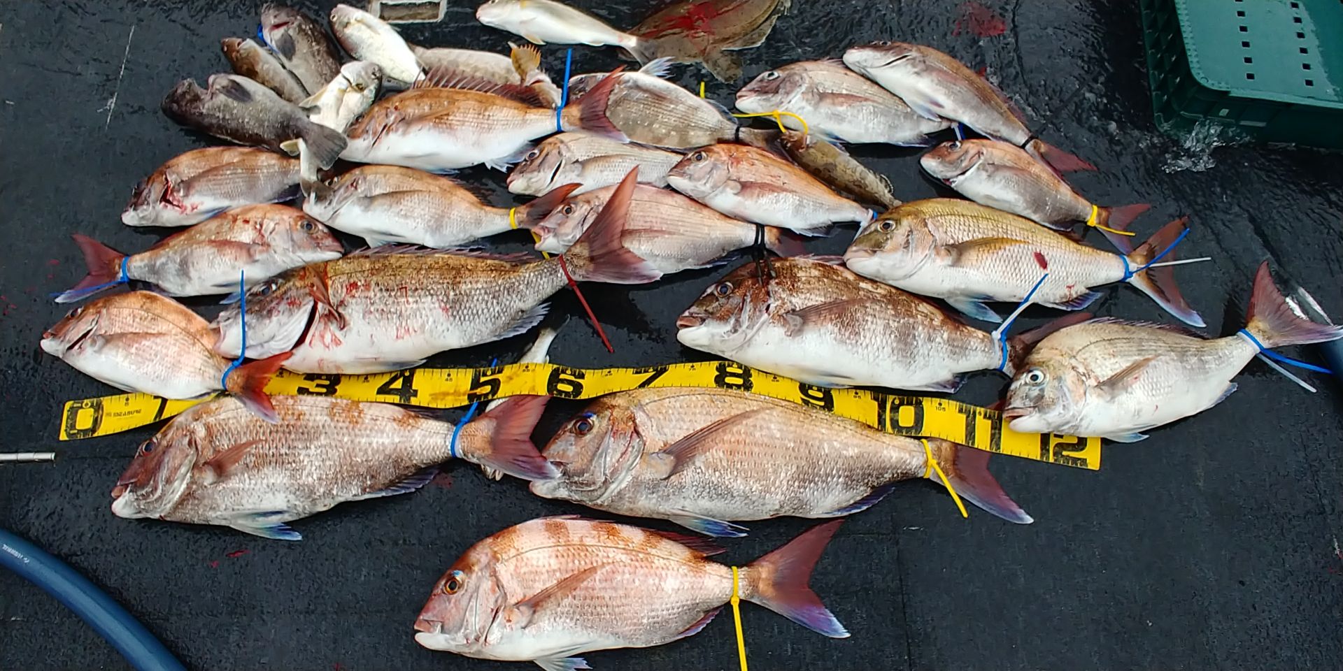 [아라호] 7월 3일 조황 (참돔타이라바)