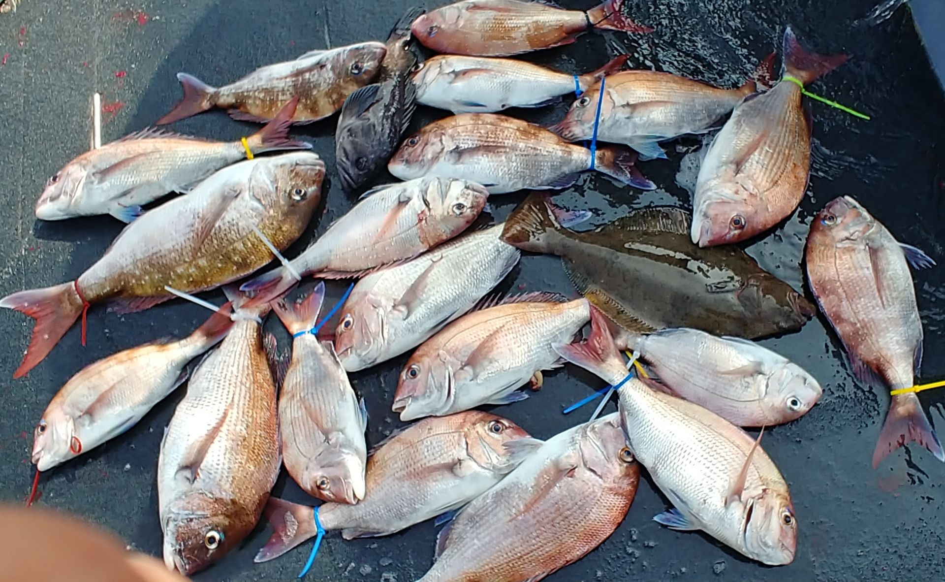 [아라호] 7월 10일 조황 (참돔타이라바)