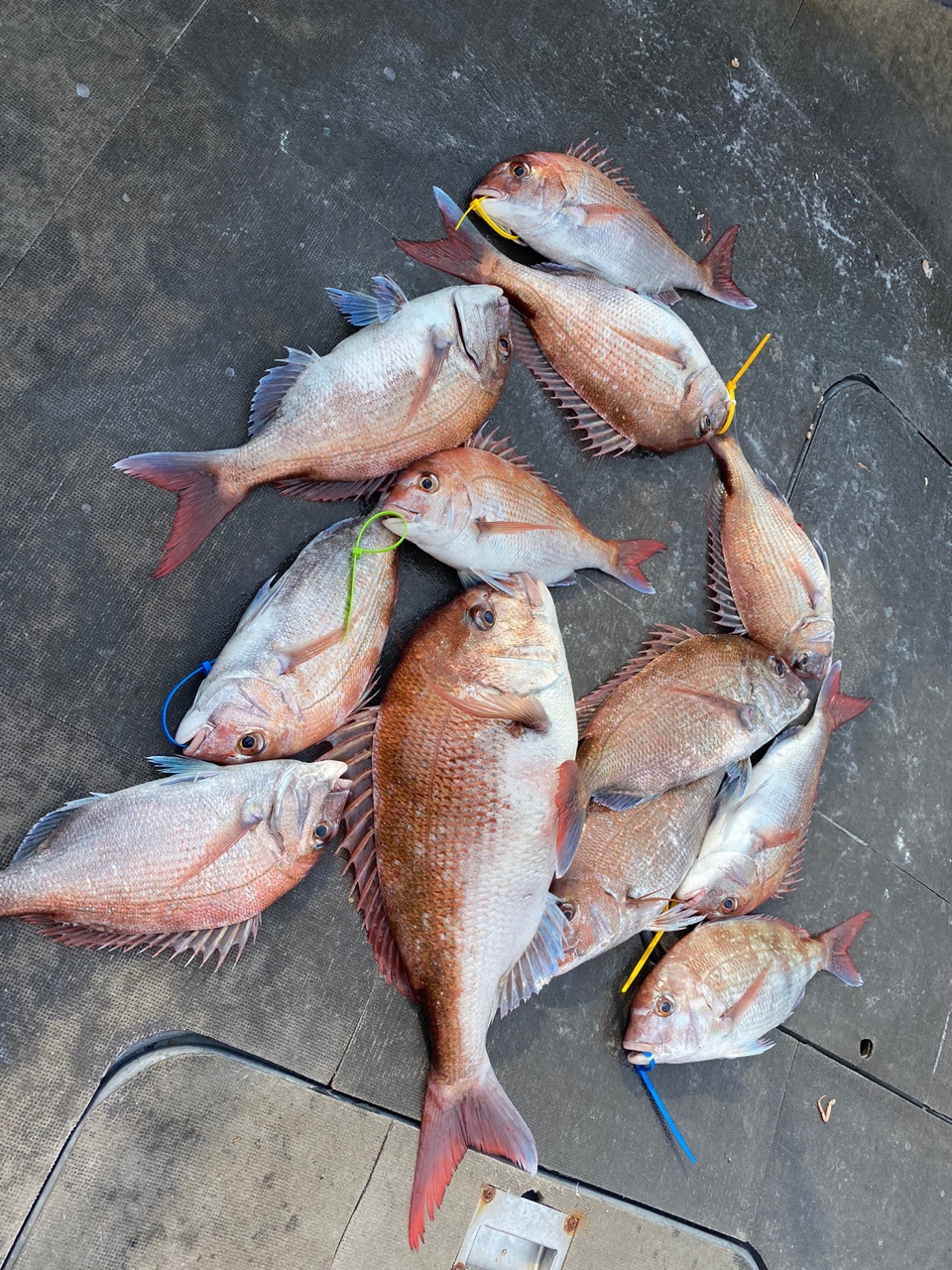 [아라2호] 7월 20일 조황 (참돔7인출조)