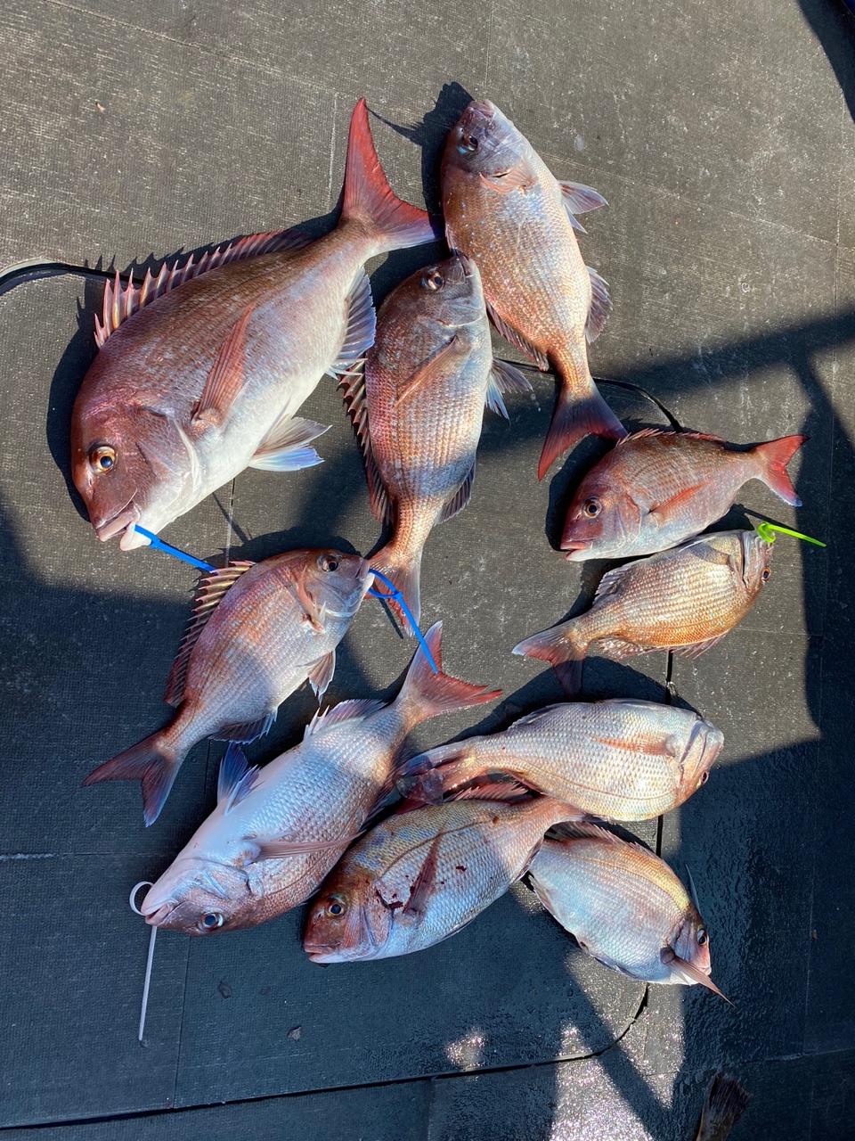 [아라2호] 7월 23일 조황 (7인참돔타이라바)