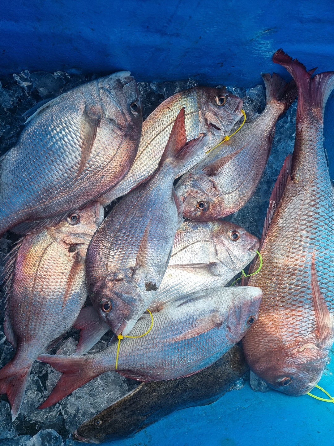 [아라호] 8월 25일 조황 (참돔4인출조)