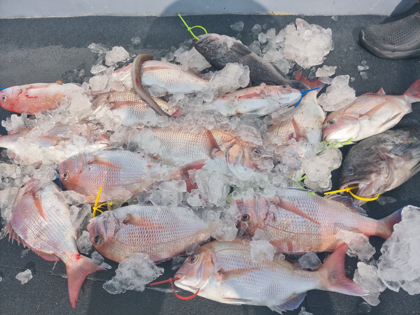 [아라호] 8월 14일 조황 (참돔타이라바)