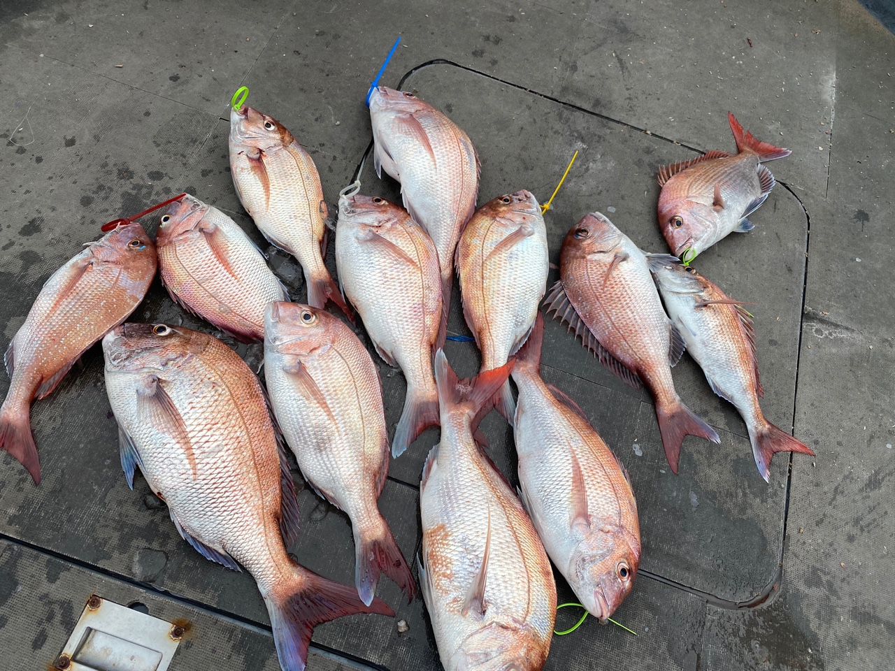 [아라2호] 8월 12일 조황 (6인출조)