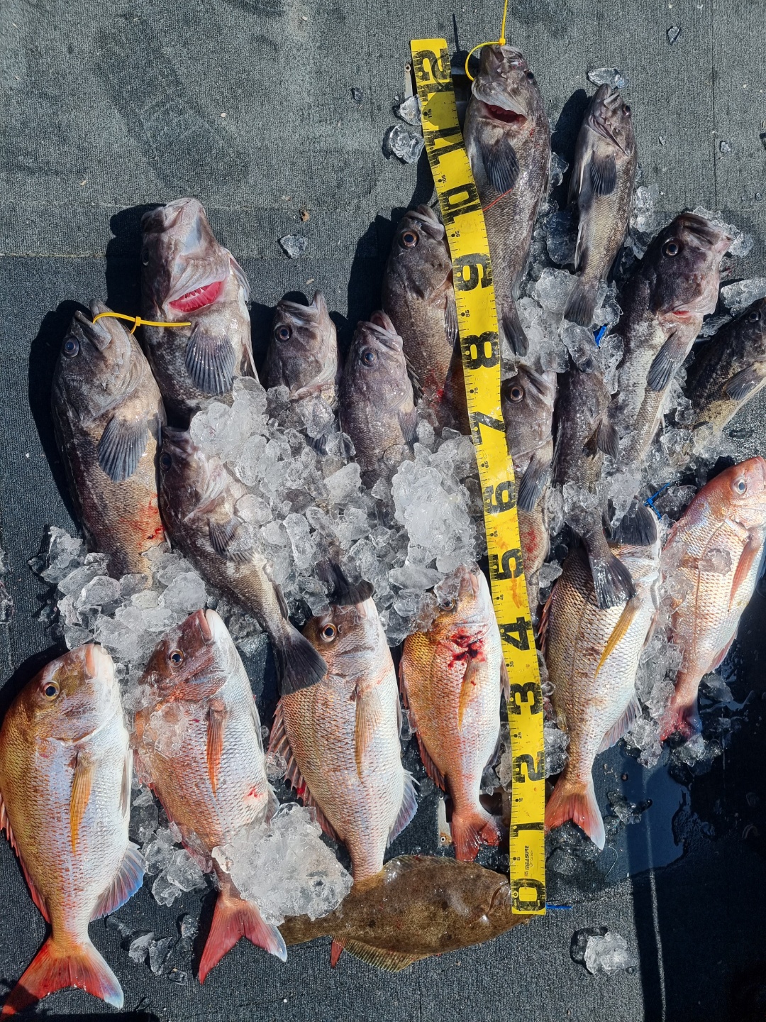 [아라호] 8월 3일 조황 (참돔타이라바)