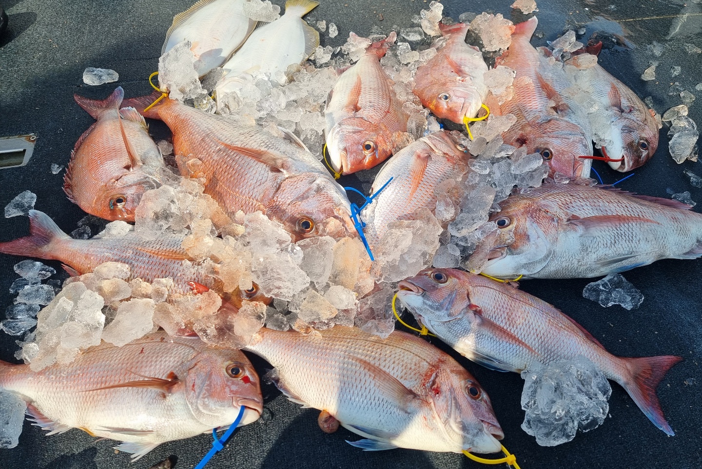 [아라호] 8월 8일 조황 (참돔타이라바)