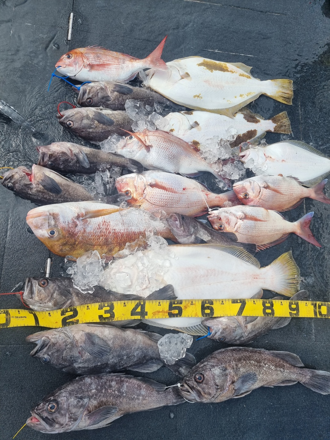 [아라호] 8월 6일 조황 (4인참돔타이라바)