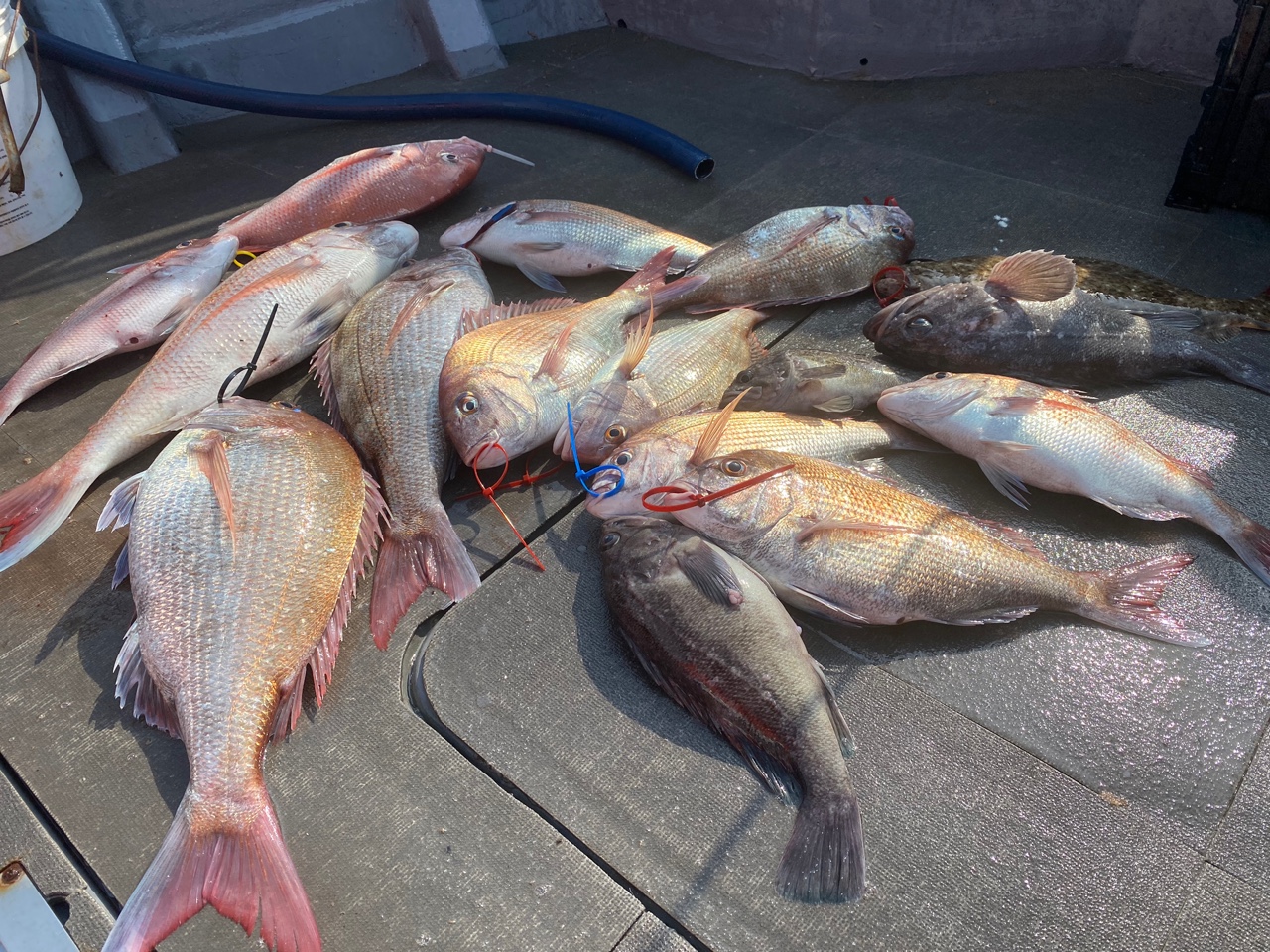 [아라2호] 8월 8일 조황 (참돔타이라바)