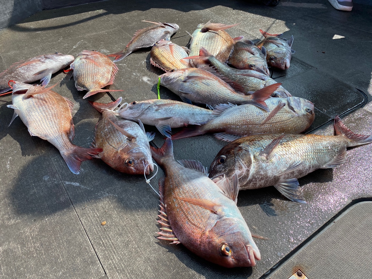 [아라2호] 8월 15일 조황 (참돔타이라바)