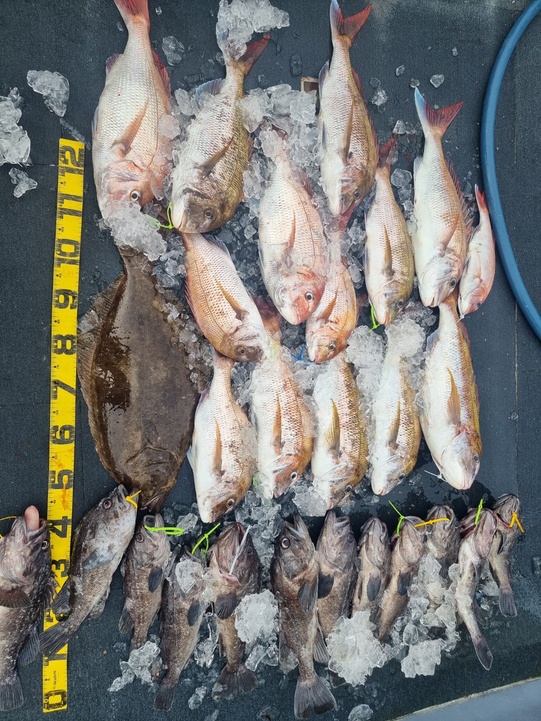 [아라호] 8월 2일 조황 (참돔타이라바)