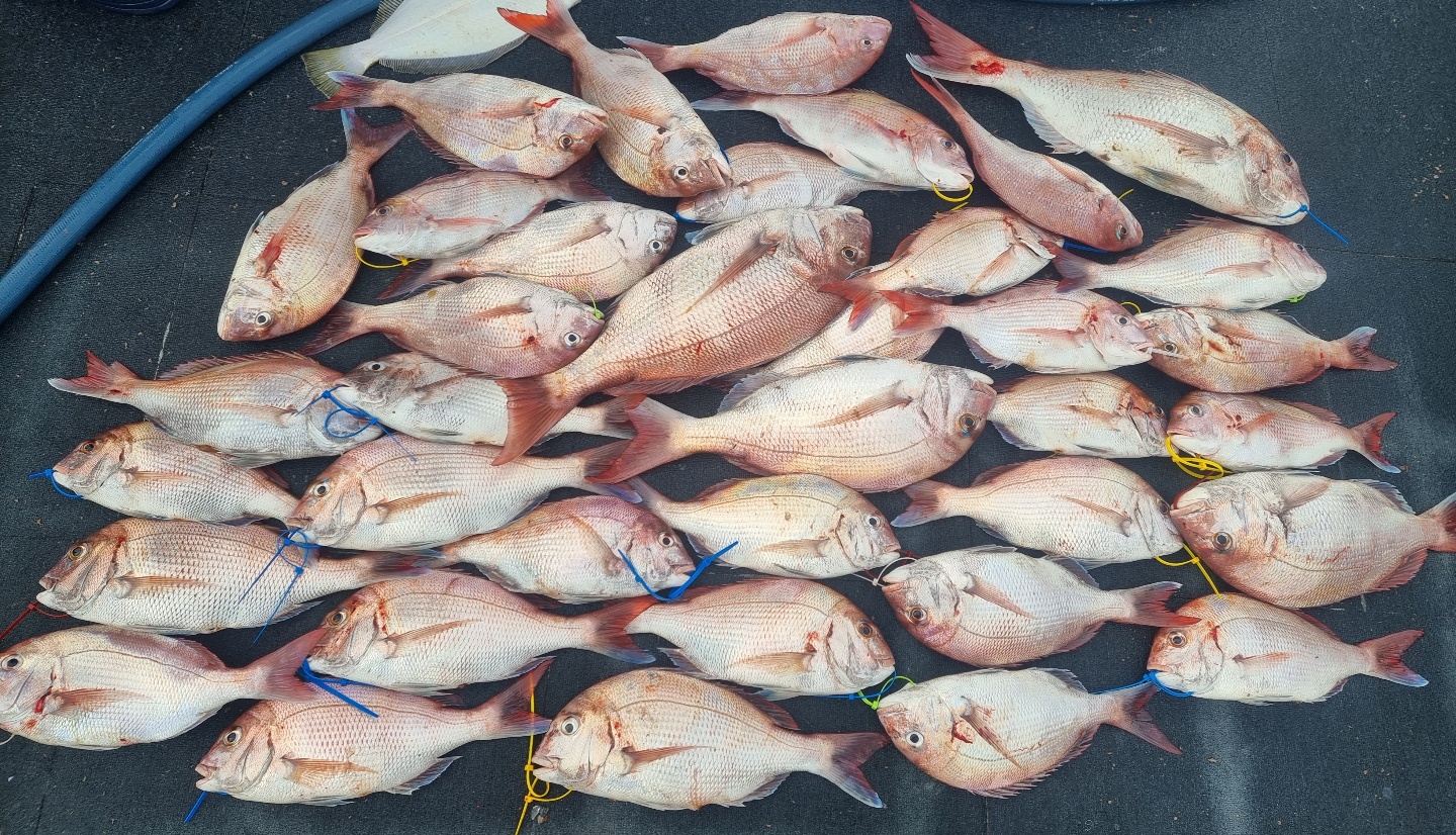 [아라호] 8월 28일 조황 (참돔타이라바)