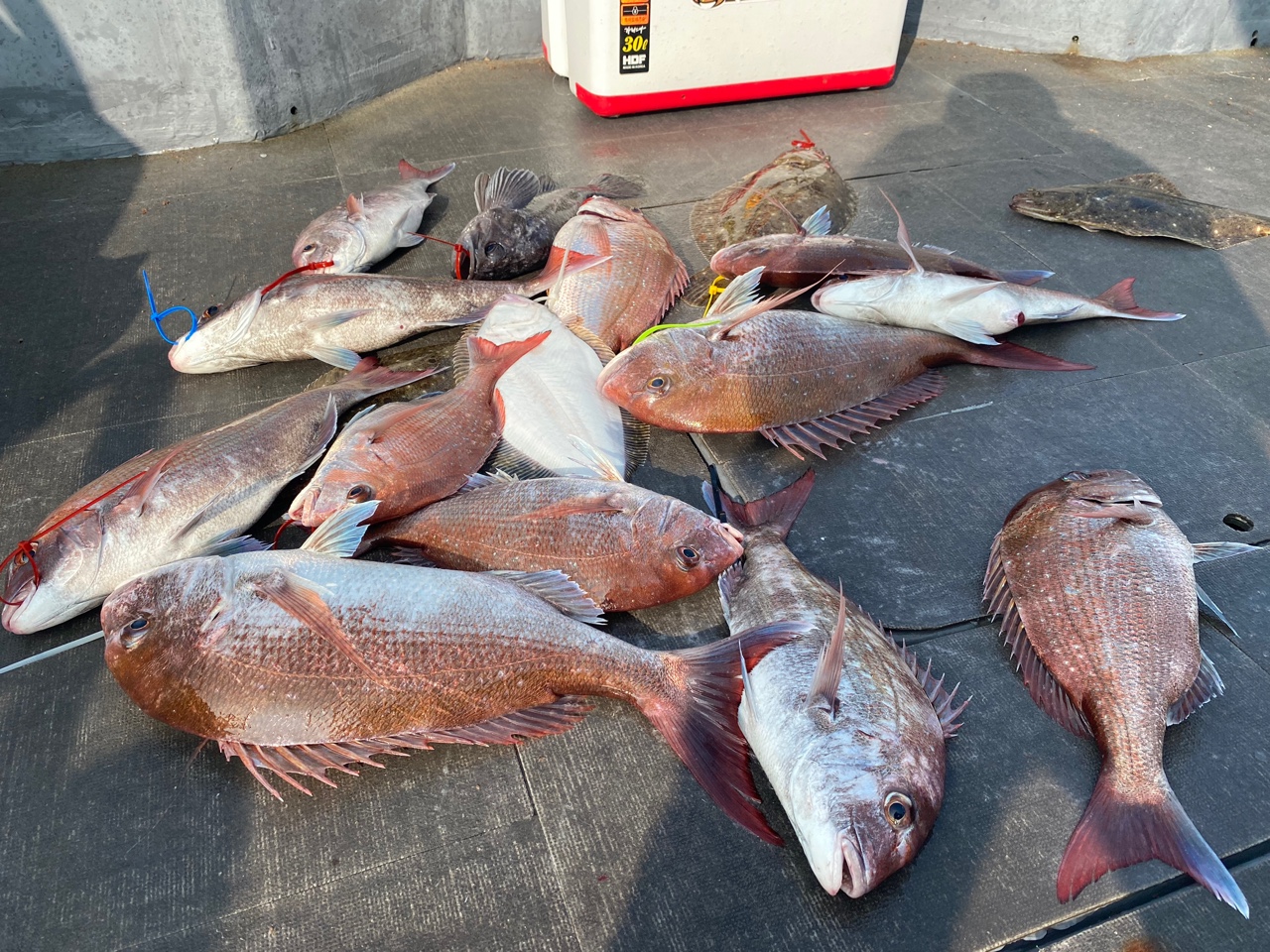 [아라2호] 8월 14일 조황 (참돔타이라바)