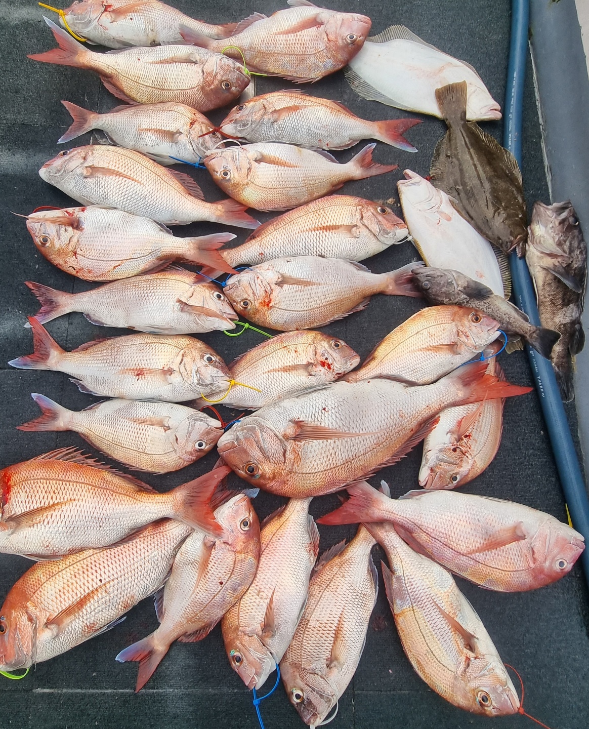 [아라호] 8월 30일 조황 (참돔타이라바)