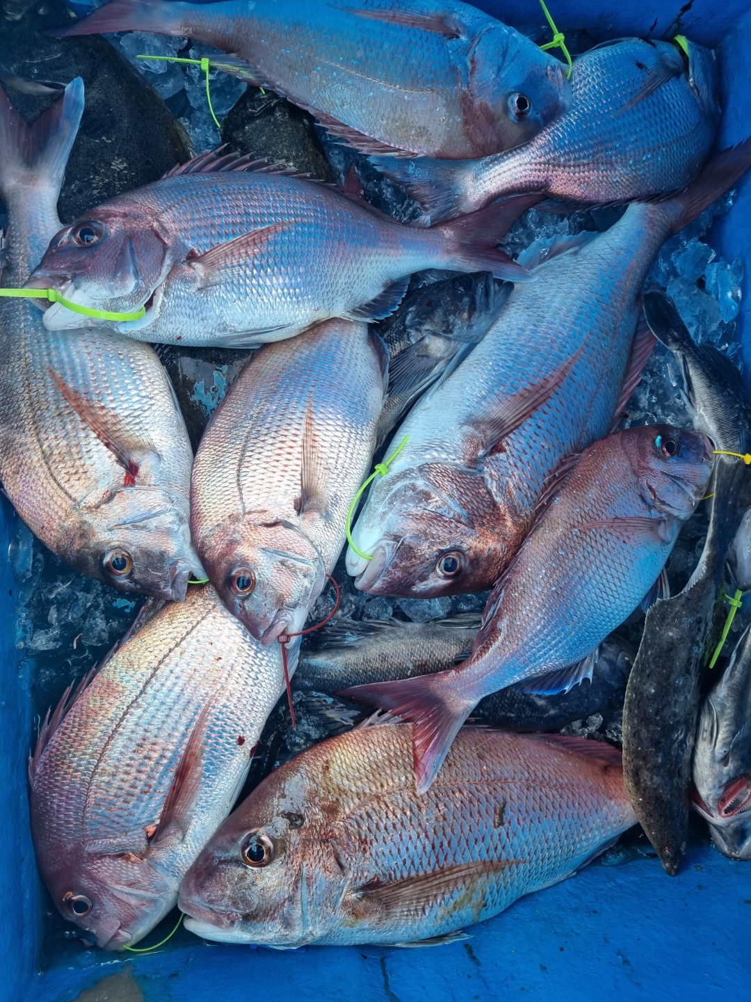 [아라호] 8월 18일 조황 (참돔타이라바)