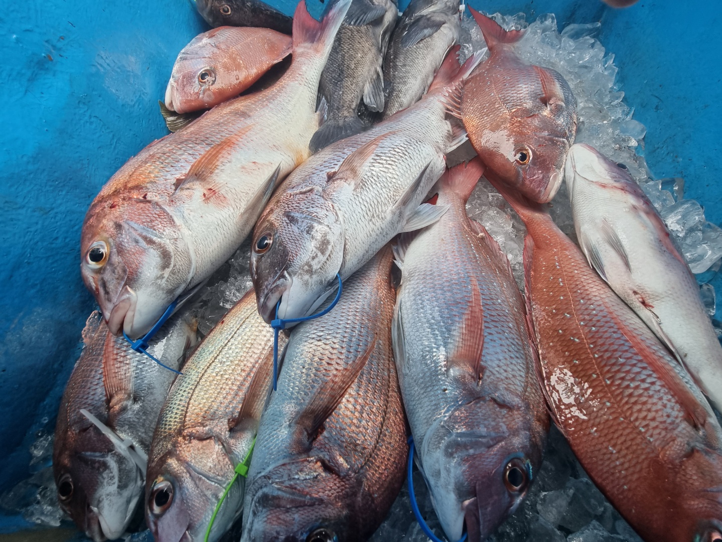 [아라호] 8월 1일 조황 (8인참돔타이라바)