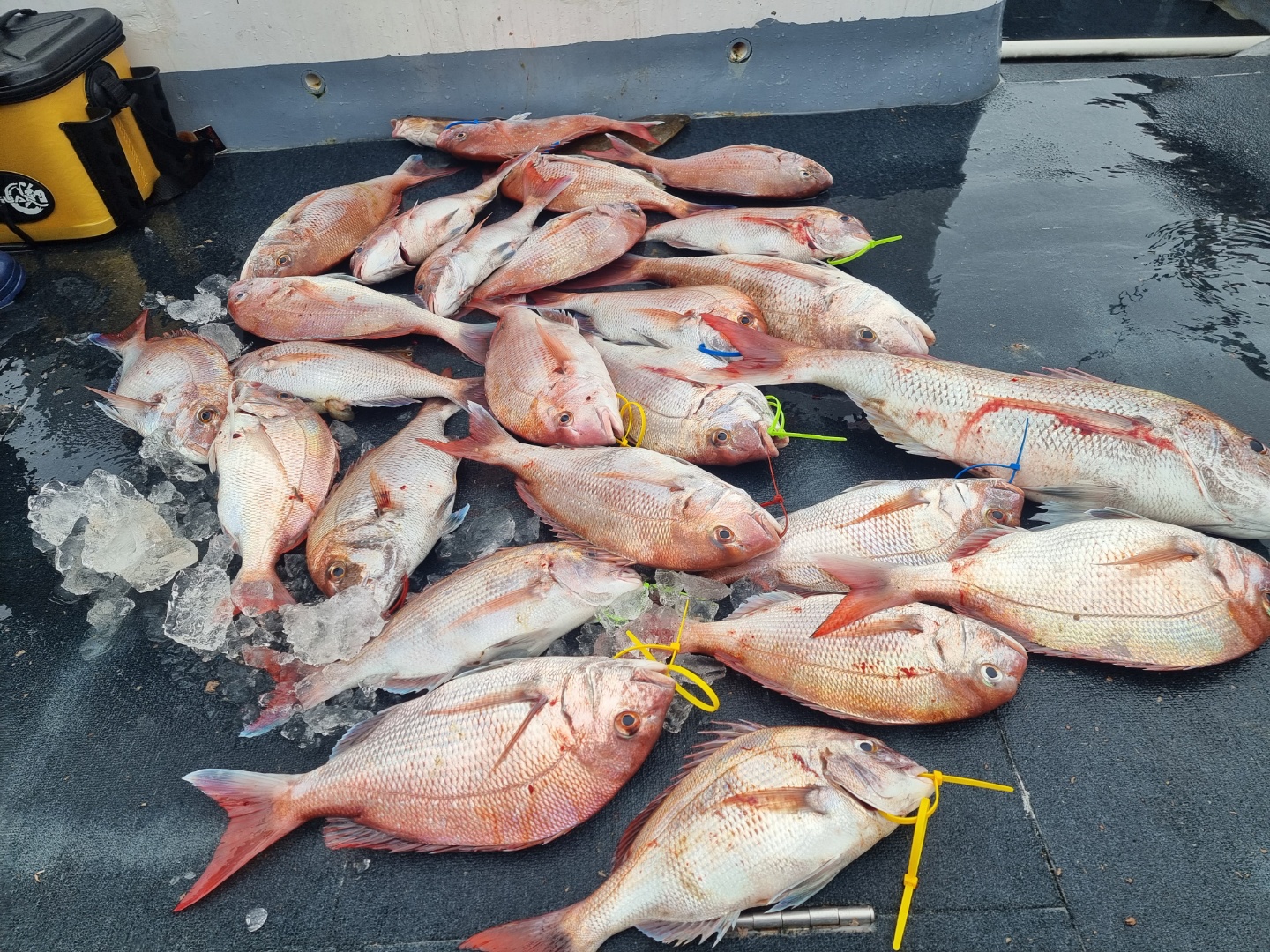 [아라호] 8월 22일 조황 (참돔타이라바)