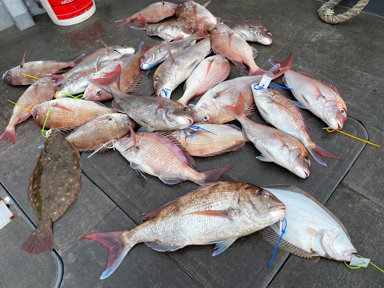 [아라2호] 8월 28일 조황 (참돔타이라바)