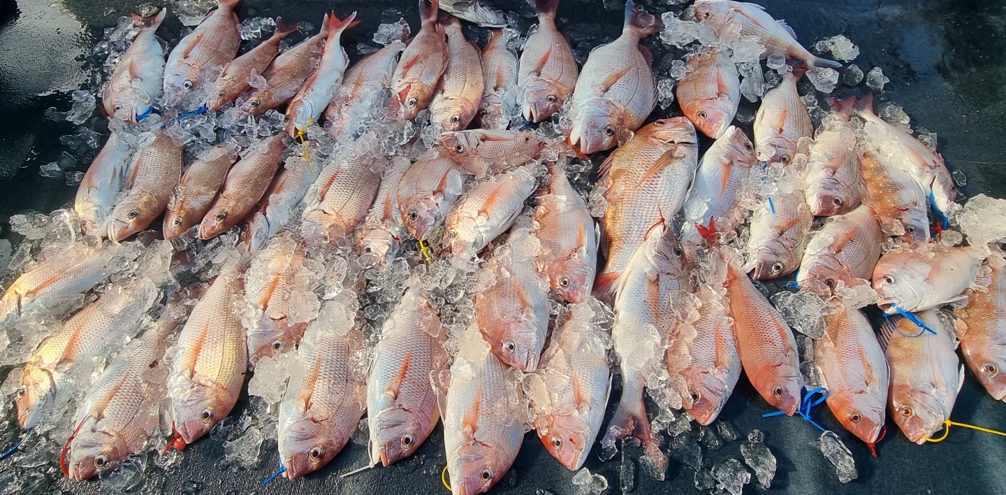 [아라호] 8월 29일 조황 (참돔타이라바)