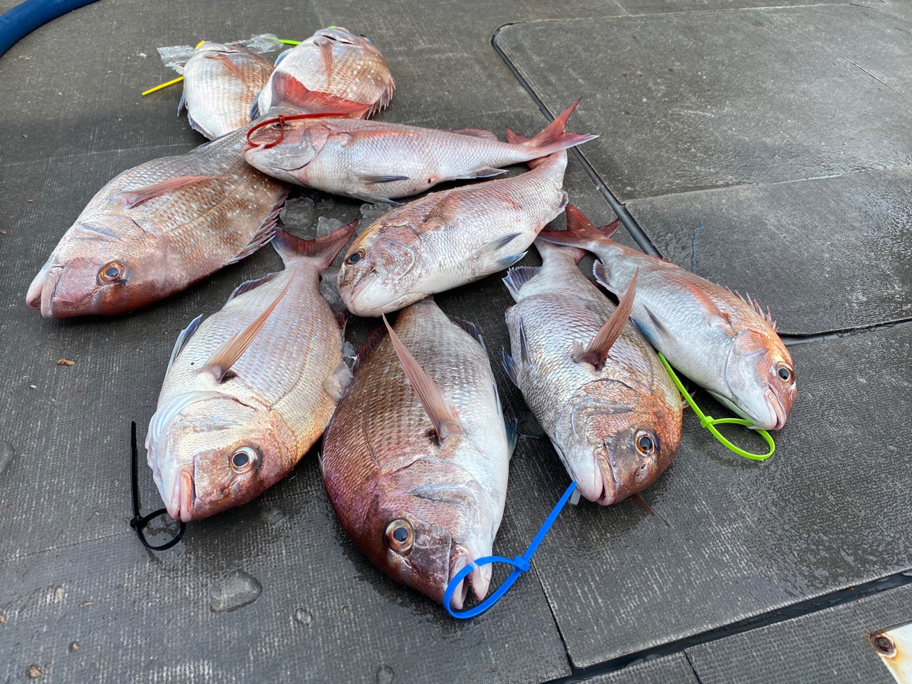 [아라2호] 8월 7일 조황 (참돔타이라바)